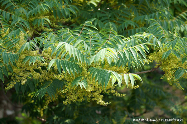 「剪定した翌日に…」「注意！」　公園でよく見かける木、実は触るだけでも危険？