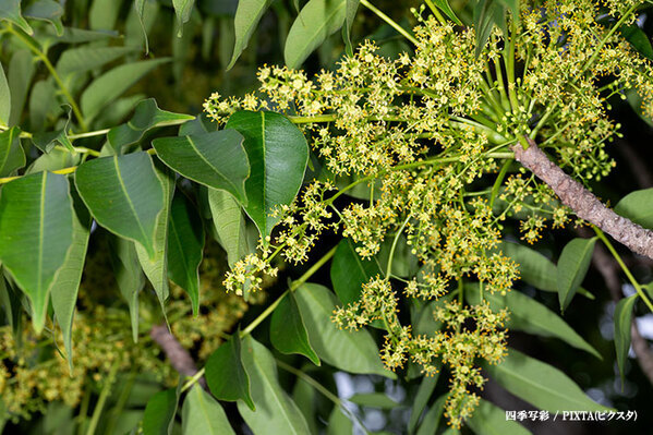 「剪定した翌日に…」「注意！」　公園でよく見かける木、実は触るだけでも危険？