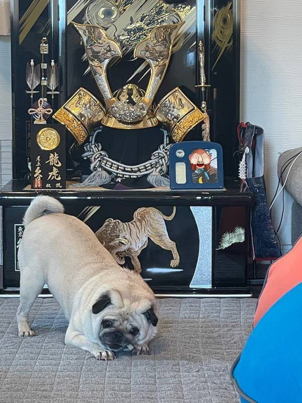 五月人形を飾った飼い主、すると愛犬が？「最高かよ」「虎になりたかったのかな」