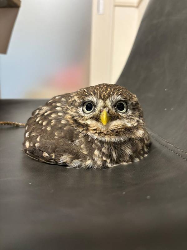 フクロウが別の『何か』に見えて…？　飼い主が激写した１枚に『４万人』が注目！