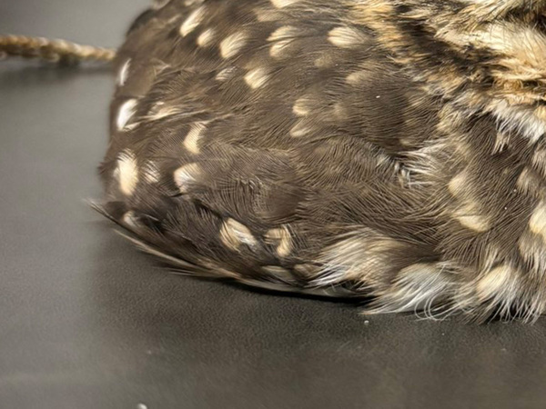 フクロウが別の『何か』に見えて…？　飼い主が激写した１枚に『４万人』が注目！