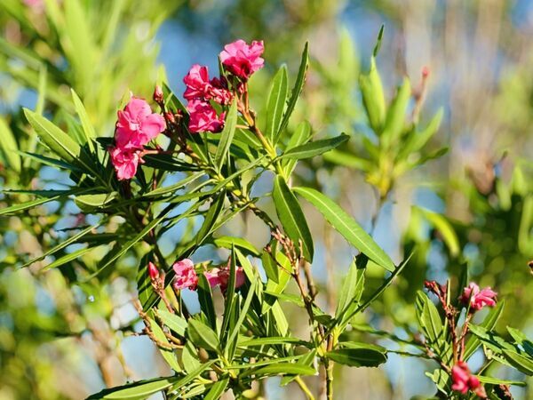 『BBQで燃やさないで』　思わぬ危険性に冷や汗…