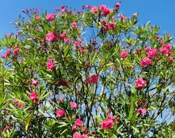 『BBQで燃やさないで』　思わぬ危険性に冷や汗…