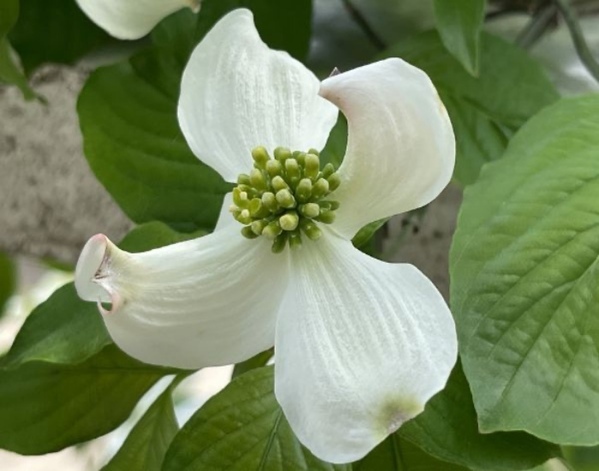 見つけても絶対に触らないで！　有名な花の正体に「知らなかった」「危険なんて」