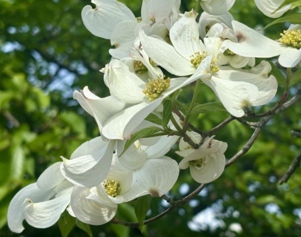 見つけても絶対に触らないで！　有名な花の正体に「知らなかった」「危険なんて」