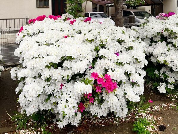 見つけても絶対に触らないで！　有名な花の正体に「知らなかった」「危険なんて」