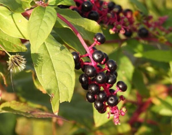 見かけても触らないで！　紫色の実の正体に「知らなかった」「そうだったのか」