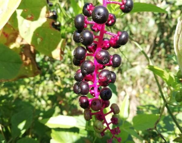 見かけても触らないで！　紫色の実の正体に「知らなかった」「そうだったのか」