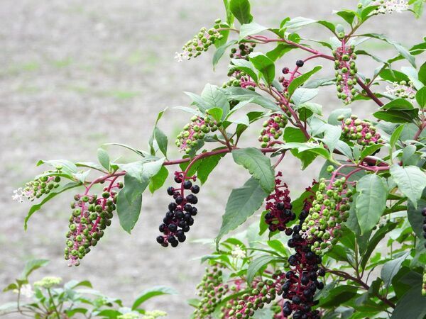 見かけても触らないで！　紫色の実の正体に「知らなかった」「そうだったのか」