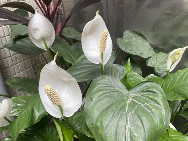 観葉植物として置いているなら…　思わぬリスクに「知らずに置いてた」