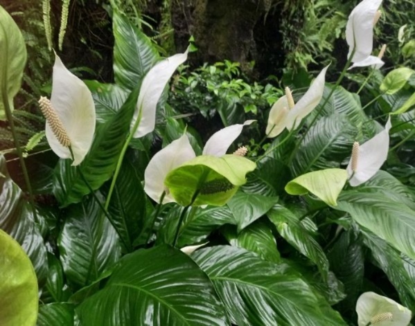 観葉植物として置いているなら…　思わぬリスクに「知らずに置いてた」