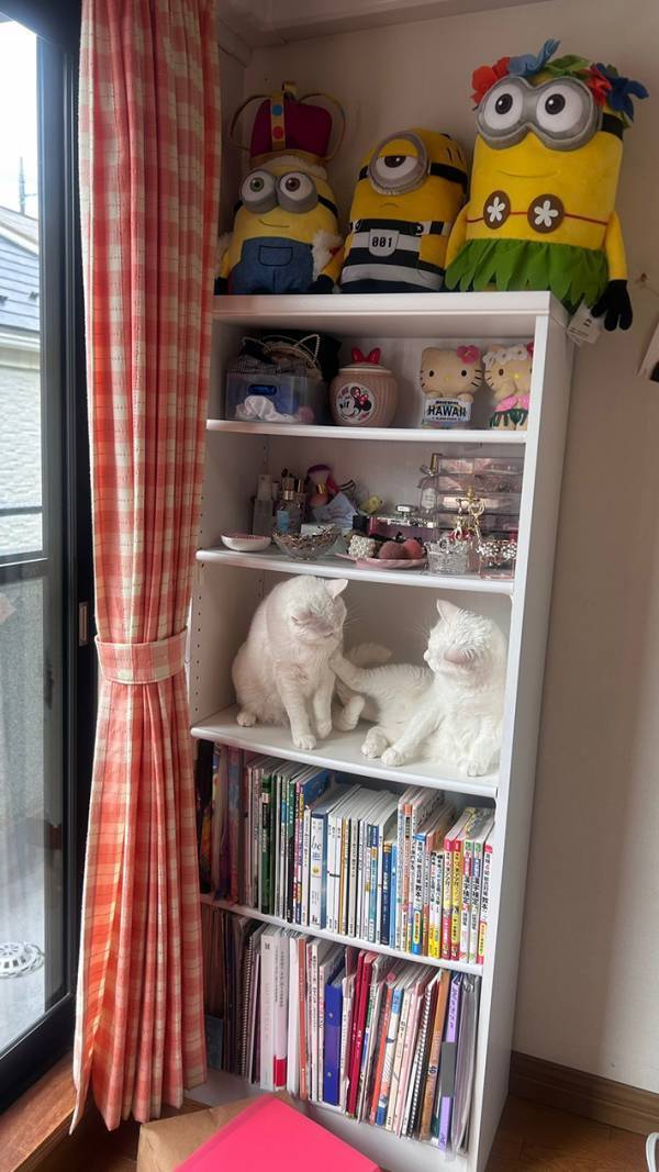 じゃれ合う２匹の白猫　いた『場所』が？「いやいやどうしてこうなった」