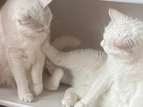 じゃれ合う２匹の白猫　いた『場所』が？「いやいやどうしてこうなった」
