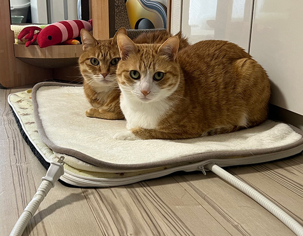 ホットカーペットの電源を切ったら？　猫の表情に「爆笑」「かなり強めの圧」