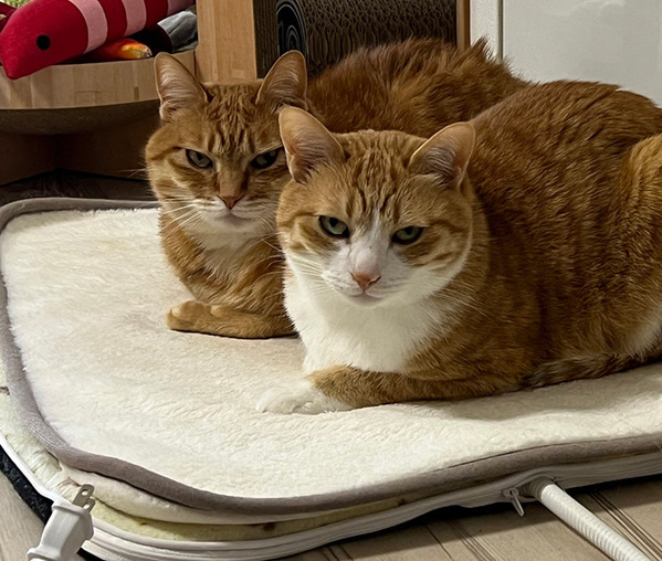 ホットカーペットの電源を切ったら？　猫の表情に「爆笑」「かなり強めの圧」