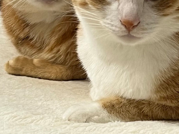 ホットカーペットの電源を切ったら？　猫の表情に「爆笑」「かなり強めの圧」