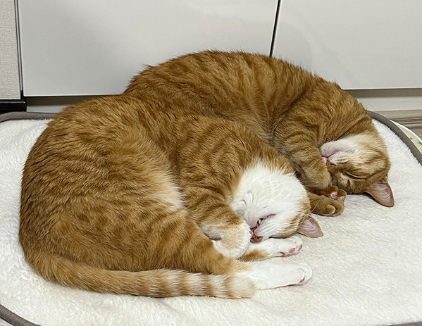 ホットカーペットの電源を切ったら？　猫の表情に「爆笑」「かなり強めの圧」