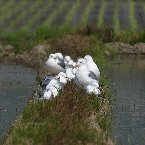 カモメが、海ではなく…　見かけた意外な場所に「ビックリ！」「なぜここに」