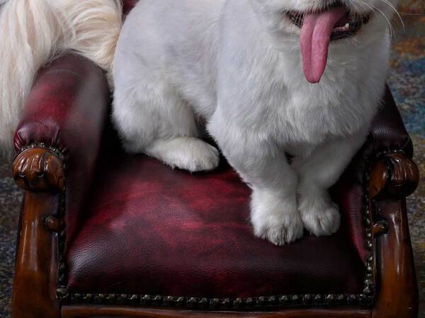 「舌、舌ー！」「笑える」　写真館で愛犬を撮影してもらったら…