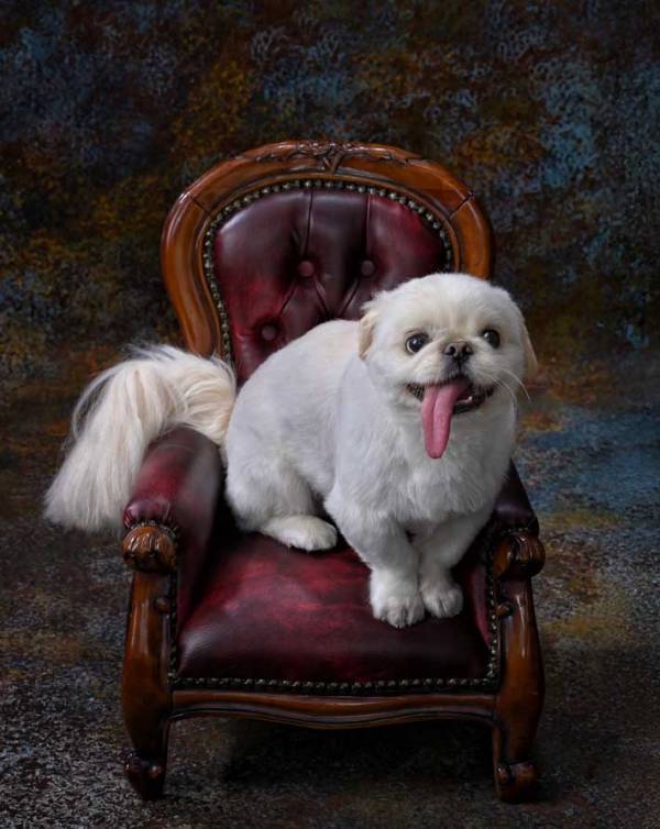 「舌、舌ー！」「笑える」　写真館で愛犬を撮影してもらったら…