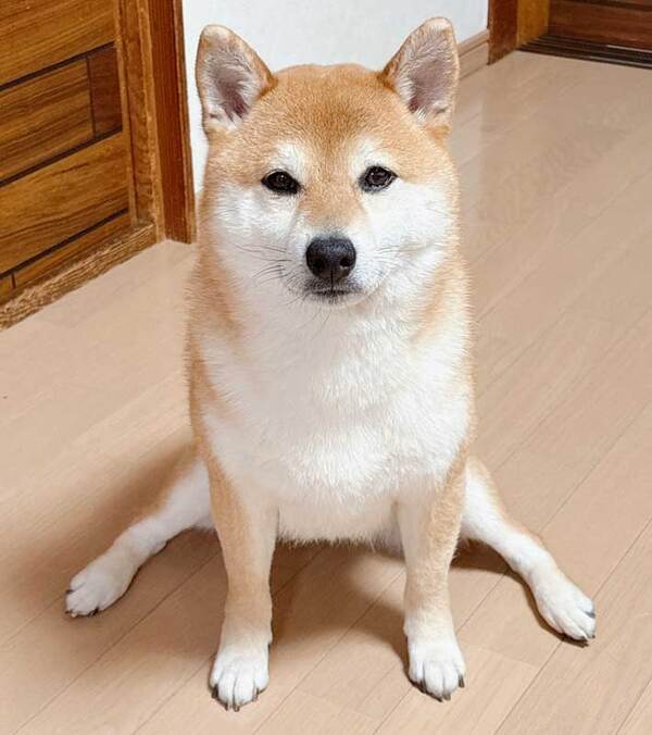 「体操選手」といわれた柴犬　足元に注目すると…「吹いた」「開脚前転をきめてくれそう」