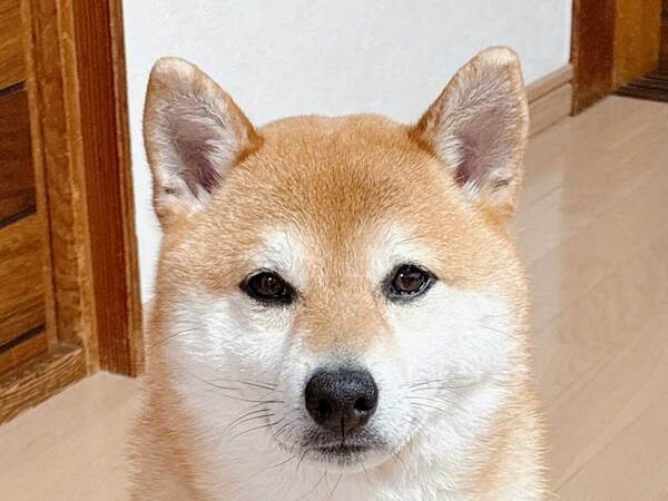 「体操選手」といわれた柴犬　足元に注目すると…「吹いた」「開脚前転をきめてくれそう」