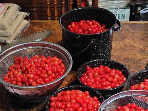 幼稚園の頃、駄々をこねて…　植えた木が２５年後？「夢のよう」