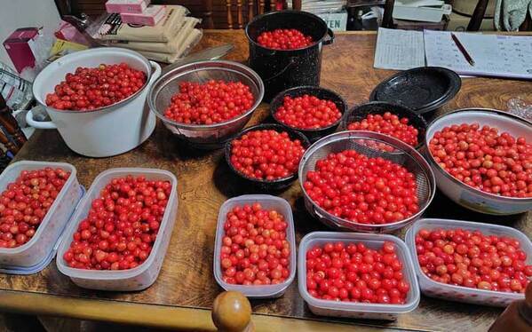 幼稚園の頃、駄々をこねて…　植えた木が２５年後？「夢のよう」