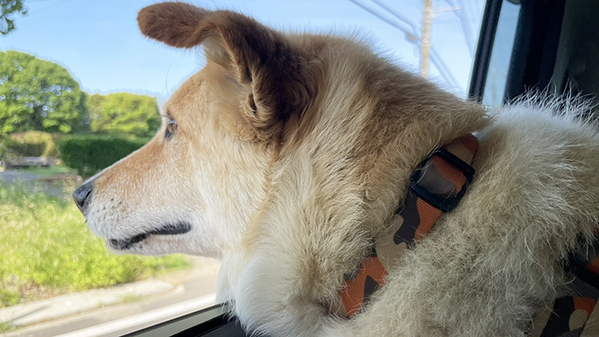 自転車ですれ違った男子中学生　突然叫んだ理由が？「うわ本当だ」「分かるぞ少年」