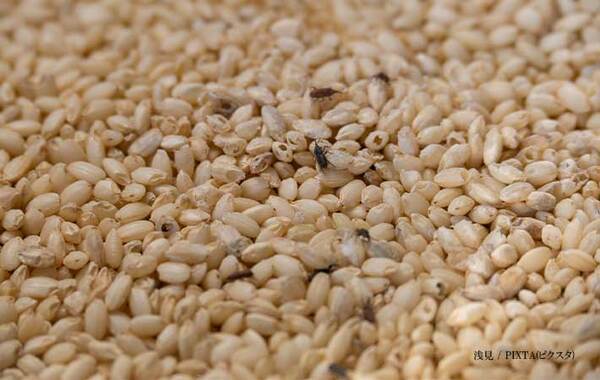 厚手のビニール袋に包んだ米を…　農林水産省がすすめる方法が？