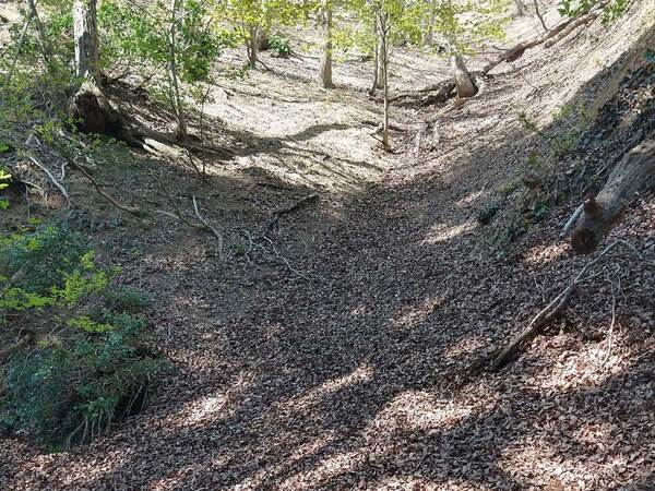 山中に落ちていた物に『９万人』が注目！　「三度見した」「初めて見たわ」