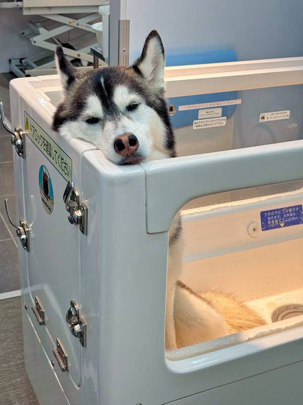 お出かけだと思っていたハスキー　連れてこられたのがシャンプー場で…？