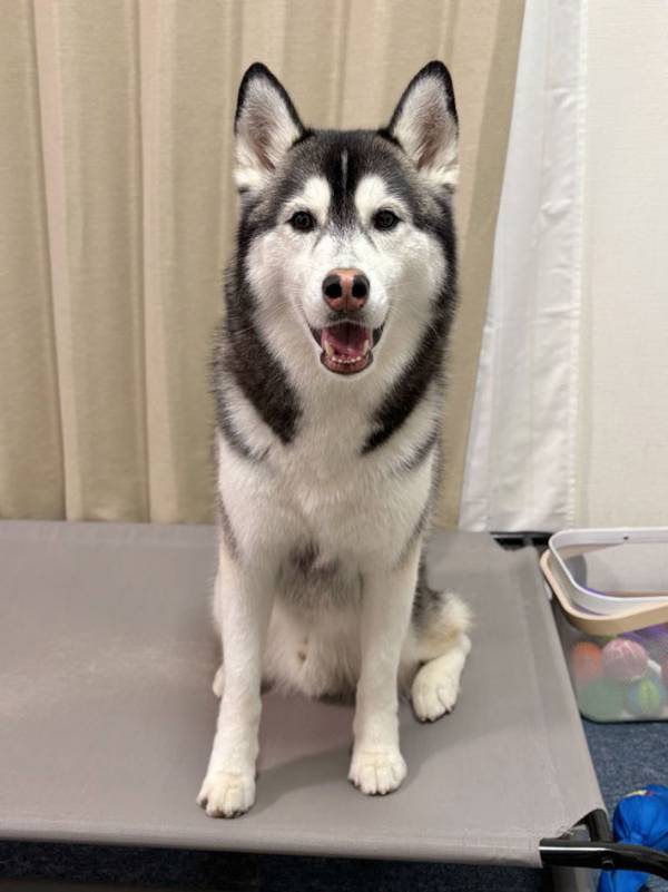 お出かけだと思っていたハスキー　連れてこられたのがシャンプー場で…？