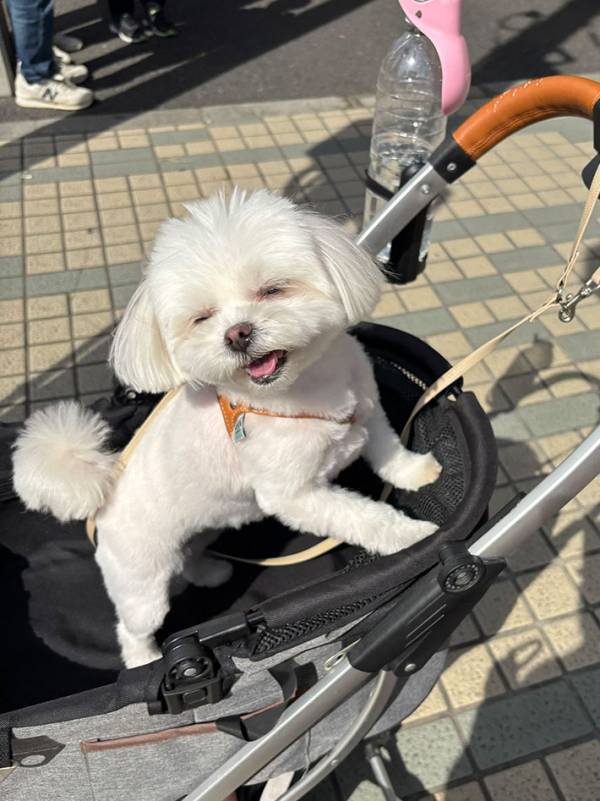 マックの店員に「きゃー可愛い！」といわれた犬　その表情に「世界を救うかわいさ」「あざとすぎる」