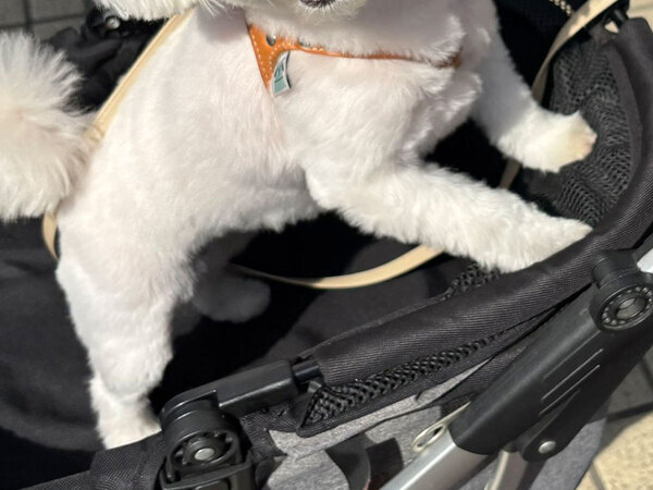 マックの店員に「きゃー可愛い！」といわれた犬　その表情に「世界を救うかわいさ」「あざとすぎる」