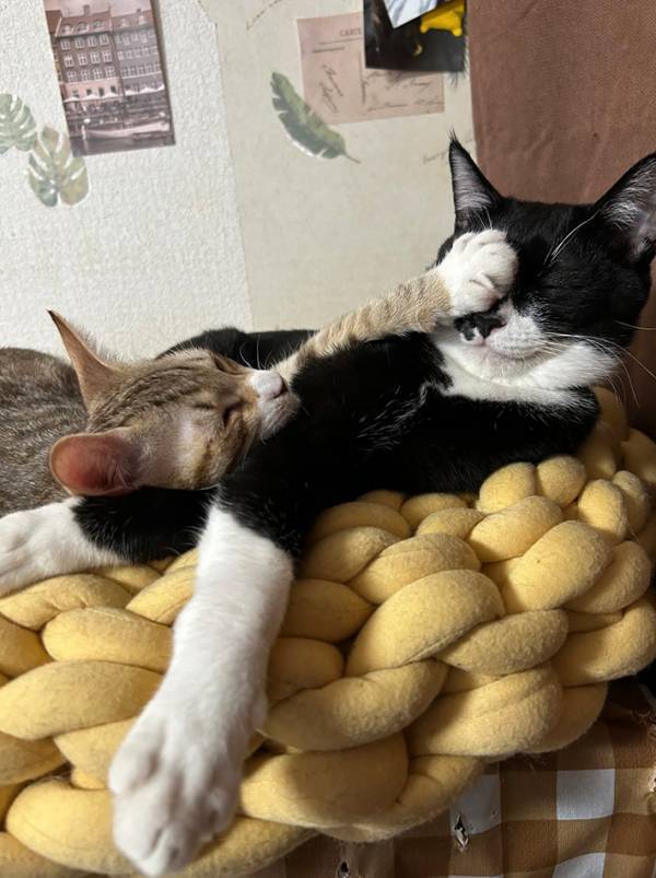 顔面に肉球をくらった猫、払いのけるわけでもなく…？　表情に「笑った」