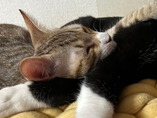 顔面に肉球をくらった猫、払いのけるわけでもなく…？　表情に「笑った」