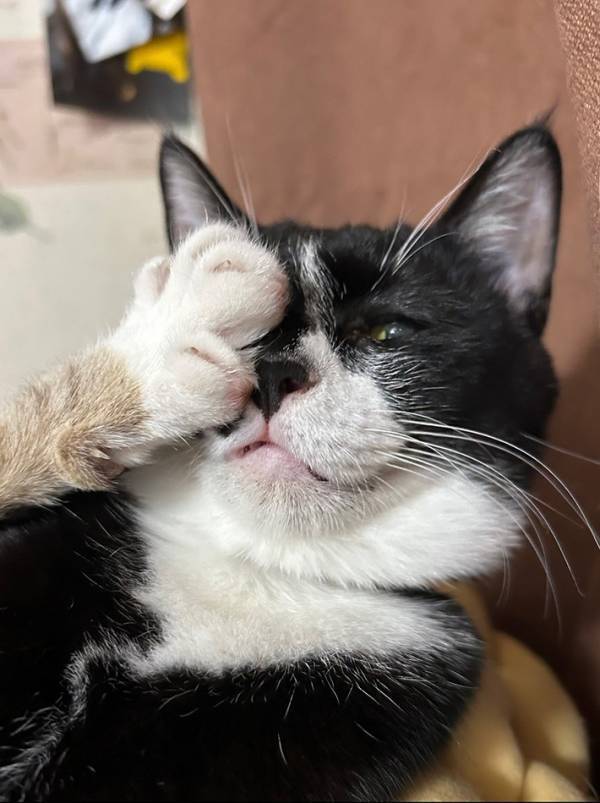 顔面に肉球をくらった猫、払いのけるわけでもなく…？　表情に「笑った」