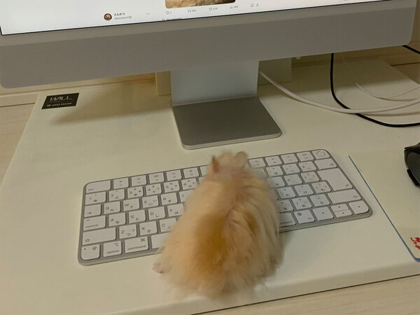 キーボードの上にいるハムスター　何をしているかと思ったら…「天才か？」「この写真好きすぎる」