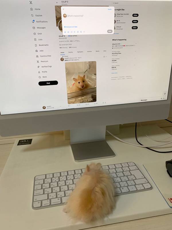 キーボードの上にいるハムスター　何をしているかと思ったら…「天才か？」「この写真好きすぎる」