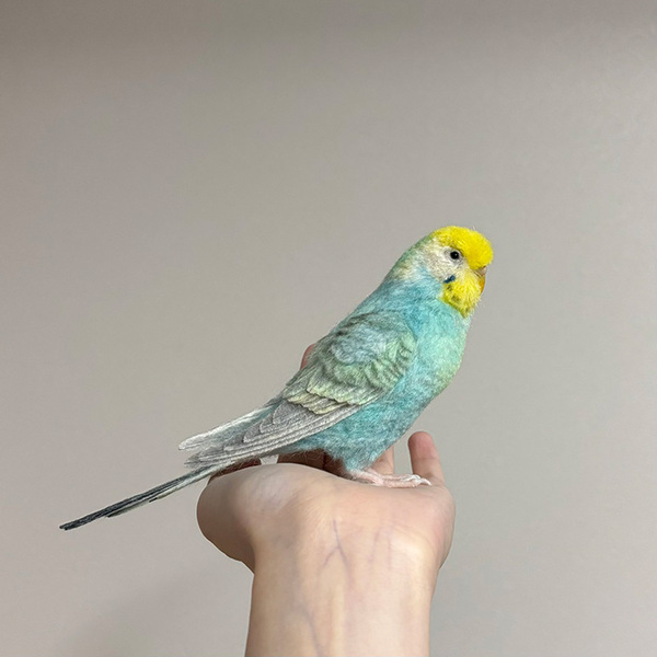 かわいい『インコ』の１枚、と思いきや…　ネットで驚きの声が上がったワケ
