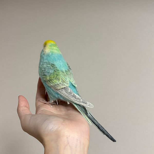 かわいい『インコ』の１枚、と思いきや…　ネットで驚きの声が上がったワケ