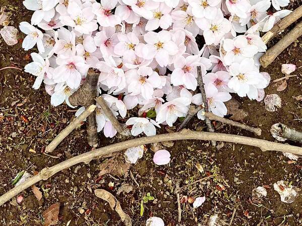桜の花を並べて…　完成したアートに「その発想はなかった」「とてもキュート」