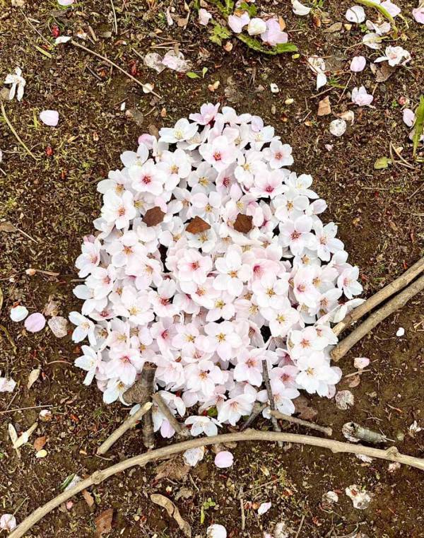 桜の花を並べて…　完成したアートに「その発想はなかった」「とてもキュート」