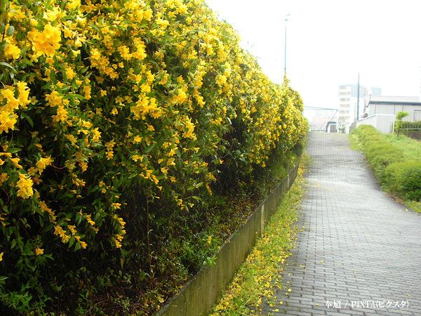 「有毒なので注意してください」　よく見る『黄色い花』に「知らなかった…」「公園で見た！」