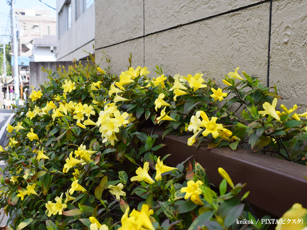 「有毒なので注意してください」　よく見る『黄色い花』に「知らなかった…」「公園で見た！」