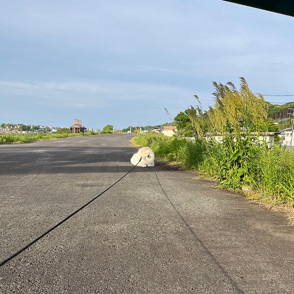 散歩中、歩かなくなったポメラニアン　しかし顔を見ると？「笑った」「貫禄がありすぎる」