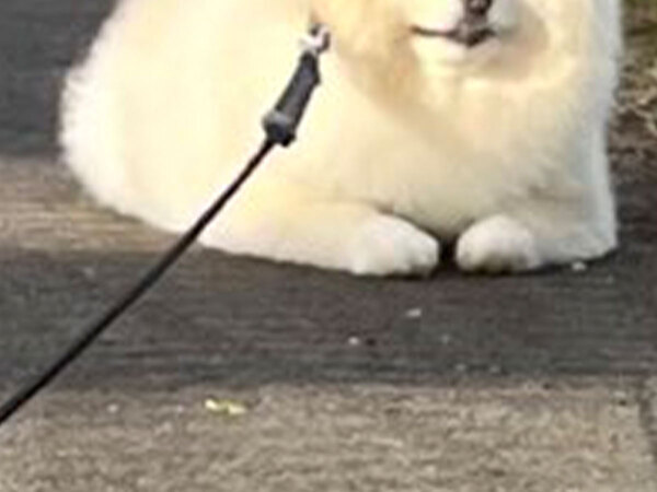 散歩中、歩かなくなったポメラニアン　しかし顔を見ると？「笑った」「貫禄がありすぎる」