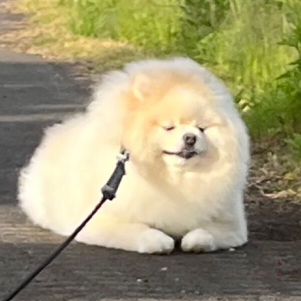散歩中、歩かなくなったポメラニアン　しかし顔を見ると？「笑った」「貫禄がありすぎる」