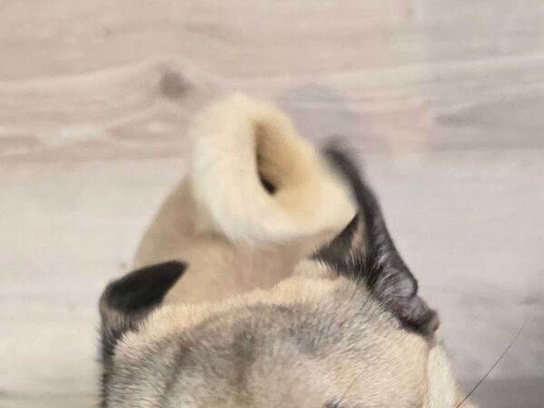 「それ、やめれる？（笑）」　飼い主の切実な『願い』に「ごめん笑った」「二度見したわ」